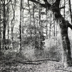 Black And White Photograph in the Woods