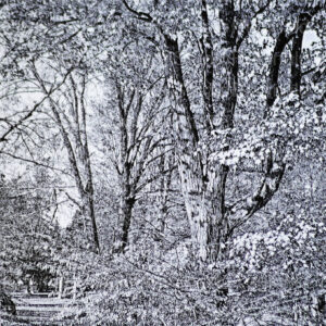 Black and white photo of trees on a dirt road