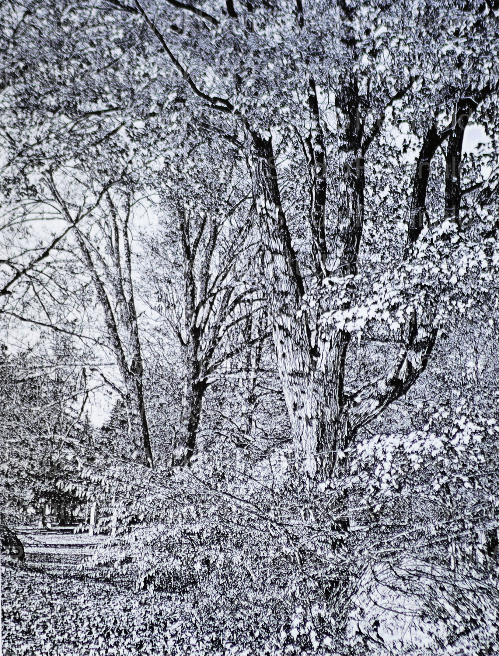 Black and white photo of trees on a dirt road