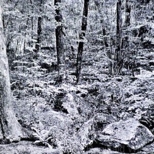 Black and white photograph of wooded environment