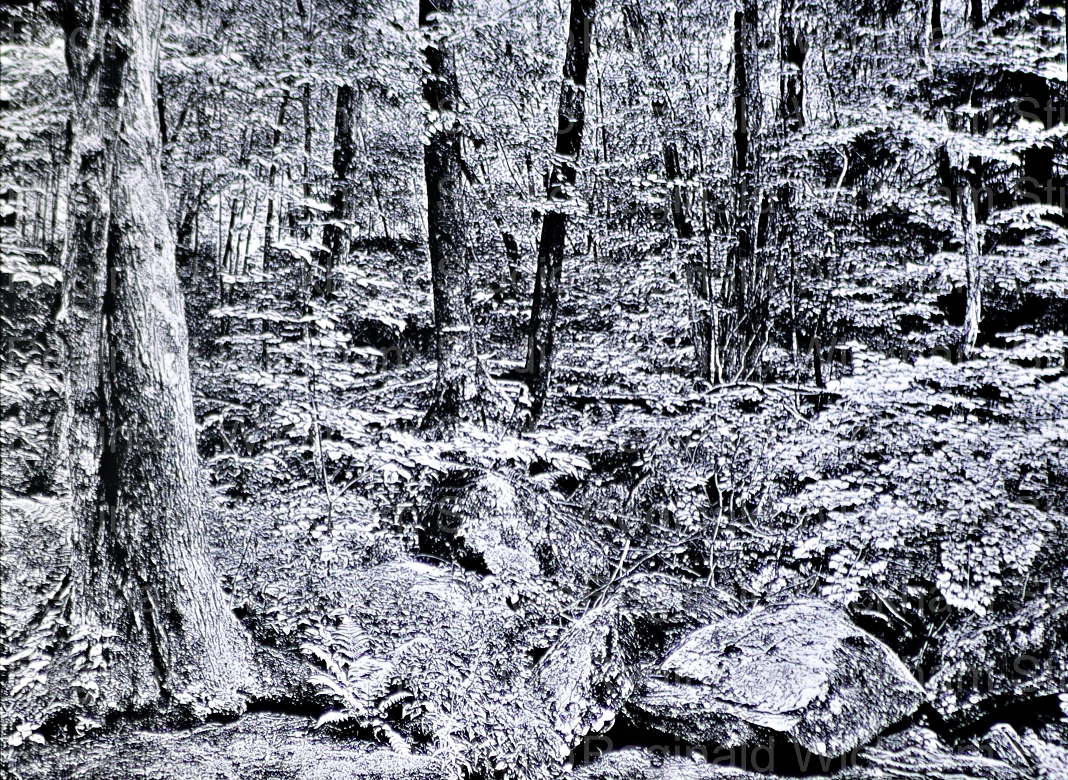 Black and white photograph of wooded environment