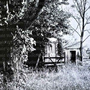 Contrasted black and white photograph of a small shack in the back of a wooded property