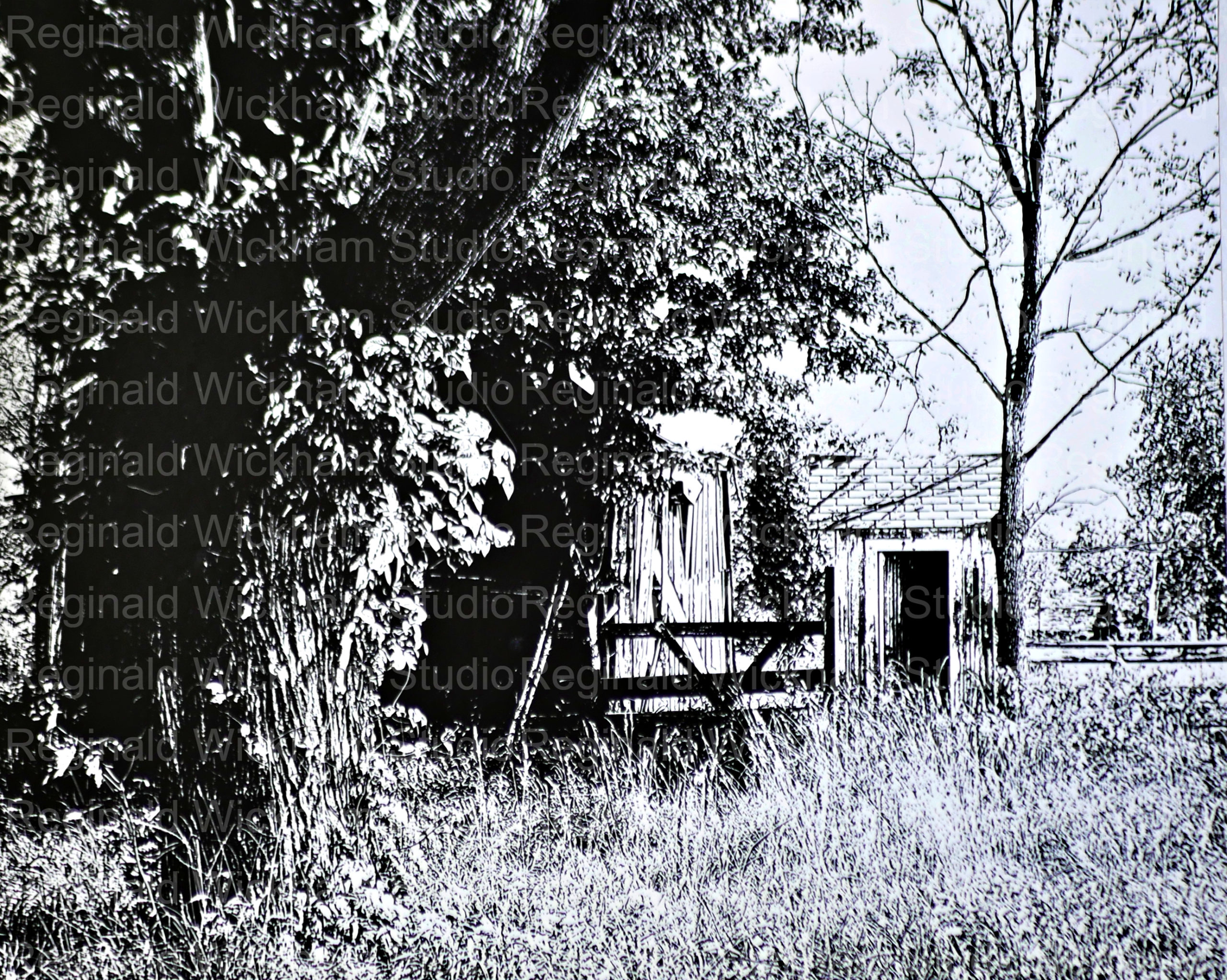 Contrasted black and white photograph of a small shack in the back of a wooded property