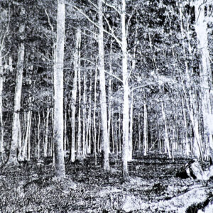 Inverted negative photograph of trees in the forest