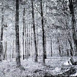 Black and white photograph of a wooded area