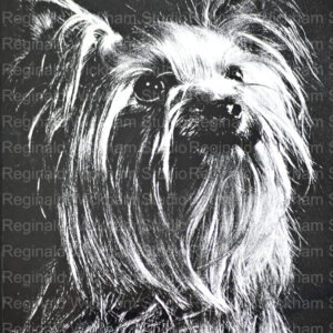 black and white portrait of a small dog close up