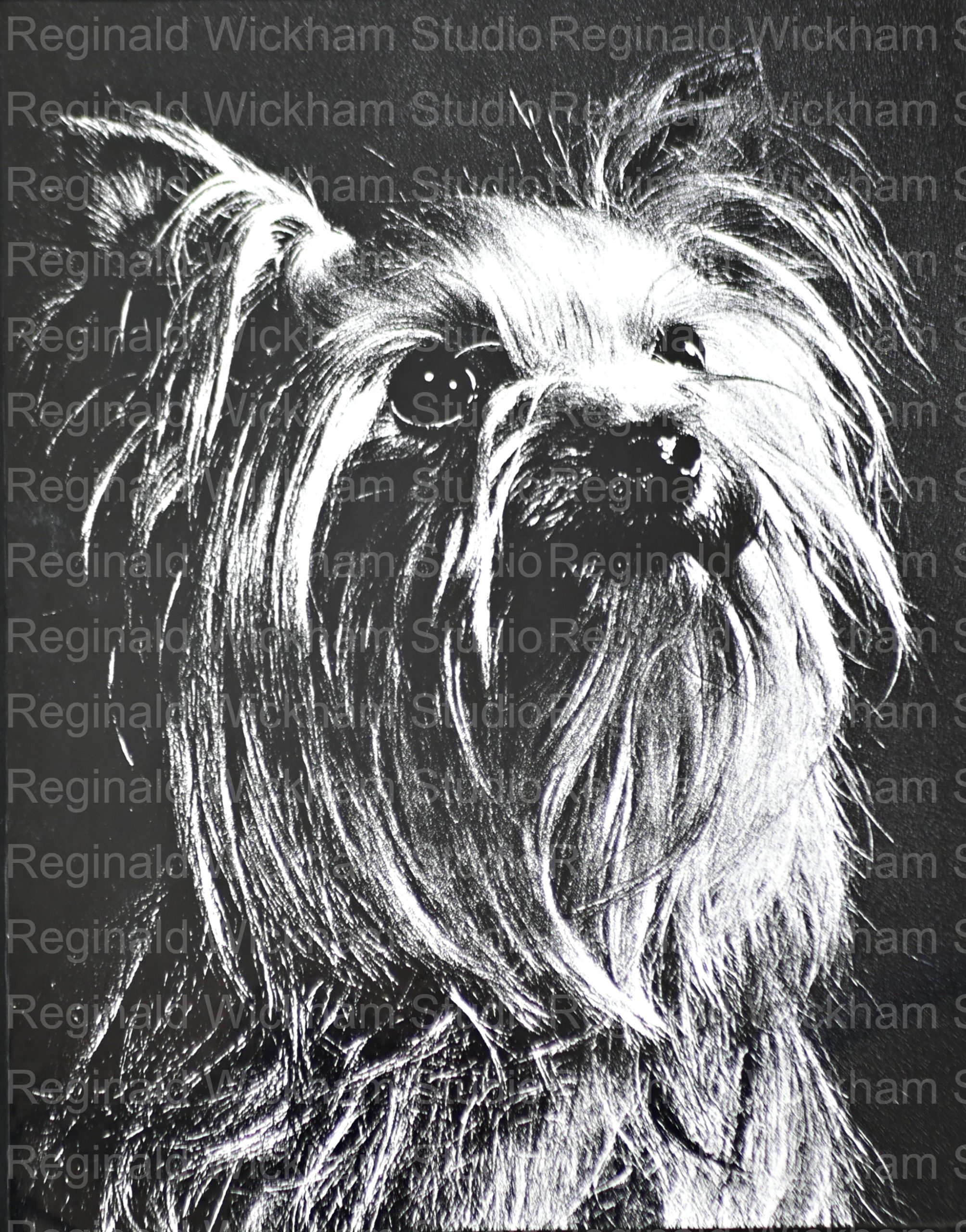 black and white portrait of a small dog close up