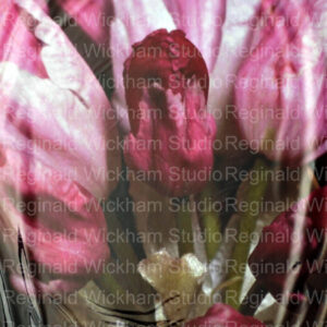 A close up photograph of a deep red tulip under plastic in a bouquet of pink tulips