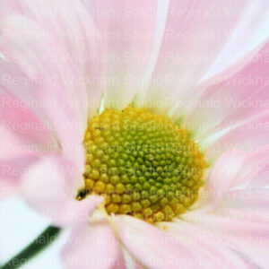 zoomed in photograph of a daisy