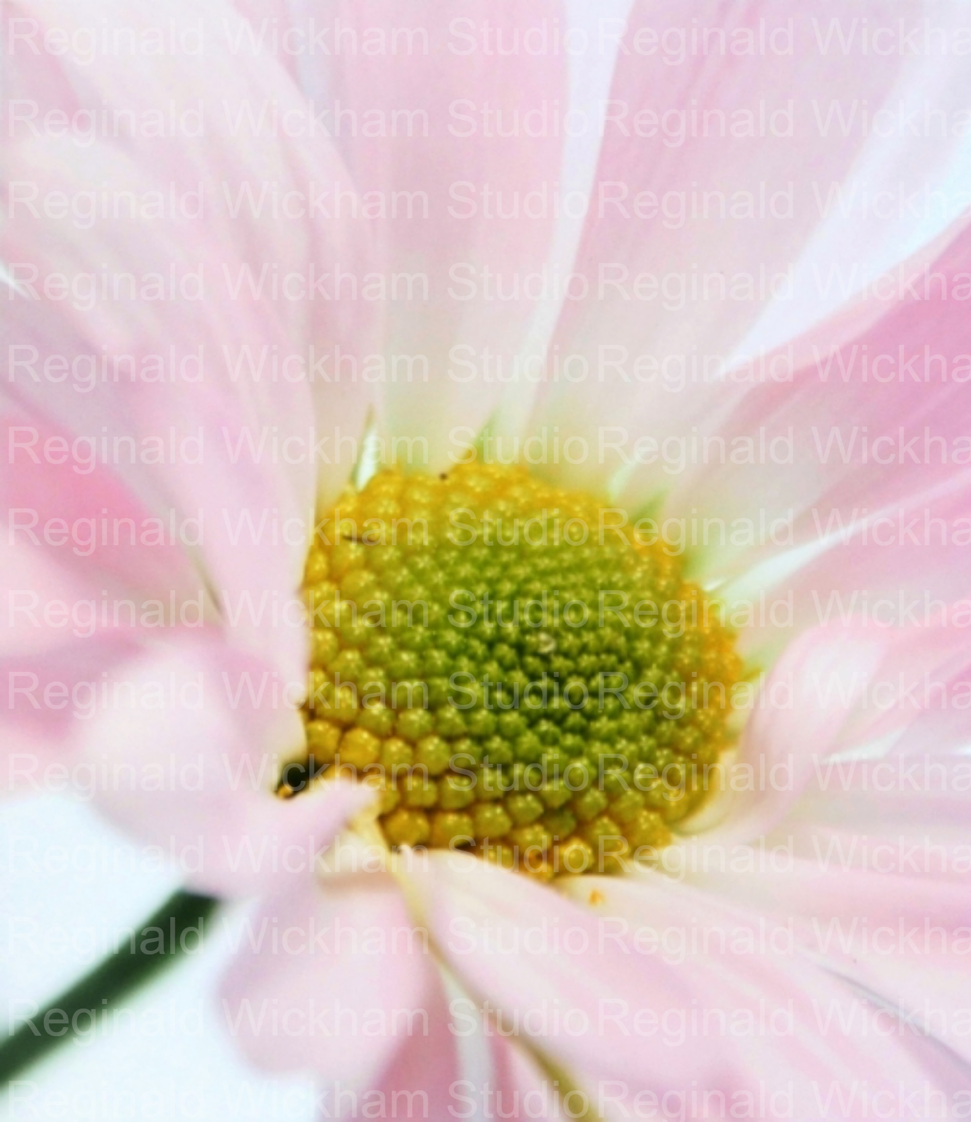 zoomed in photograph of a daisy