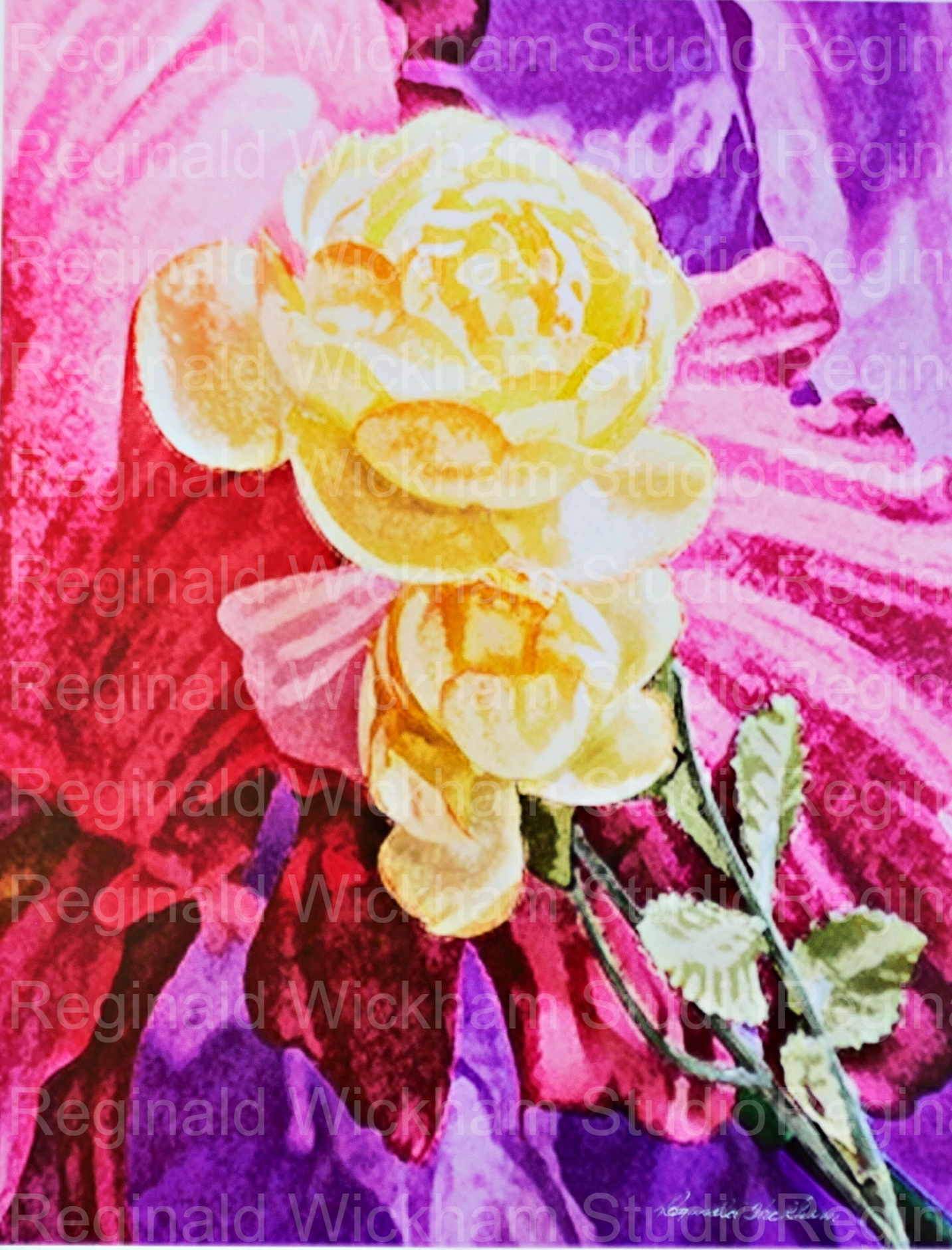 Abstract photograph of a flower close up with pink and purple background
