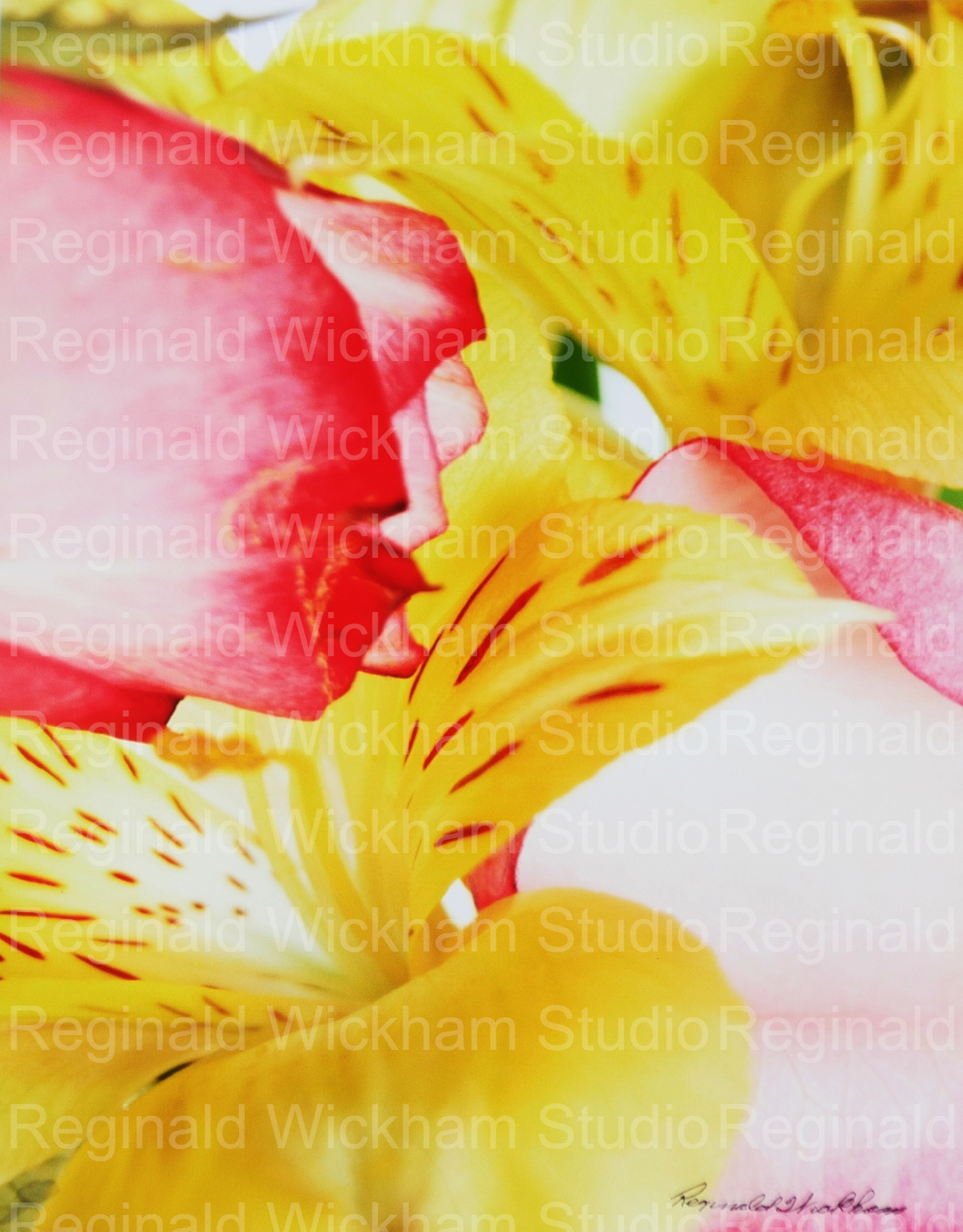 Close up abstract photo of a corsage