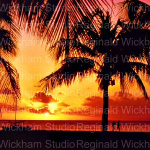 Beautiful photograph of silhouetted palm trees overlooking an ocean sunset