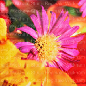 Close Up Photo of a purple daisy in bright garden