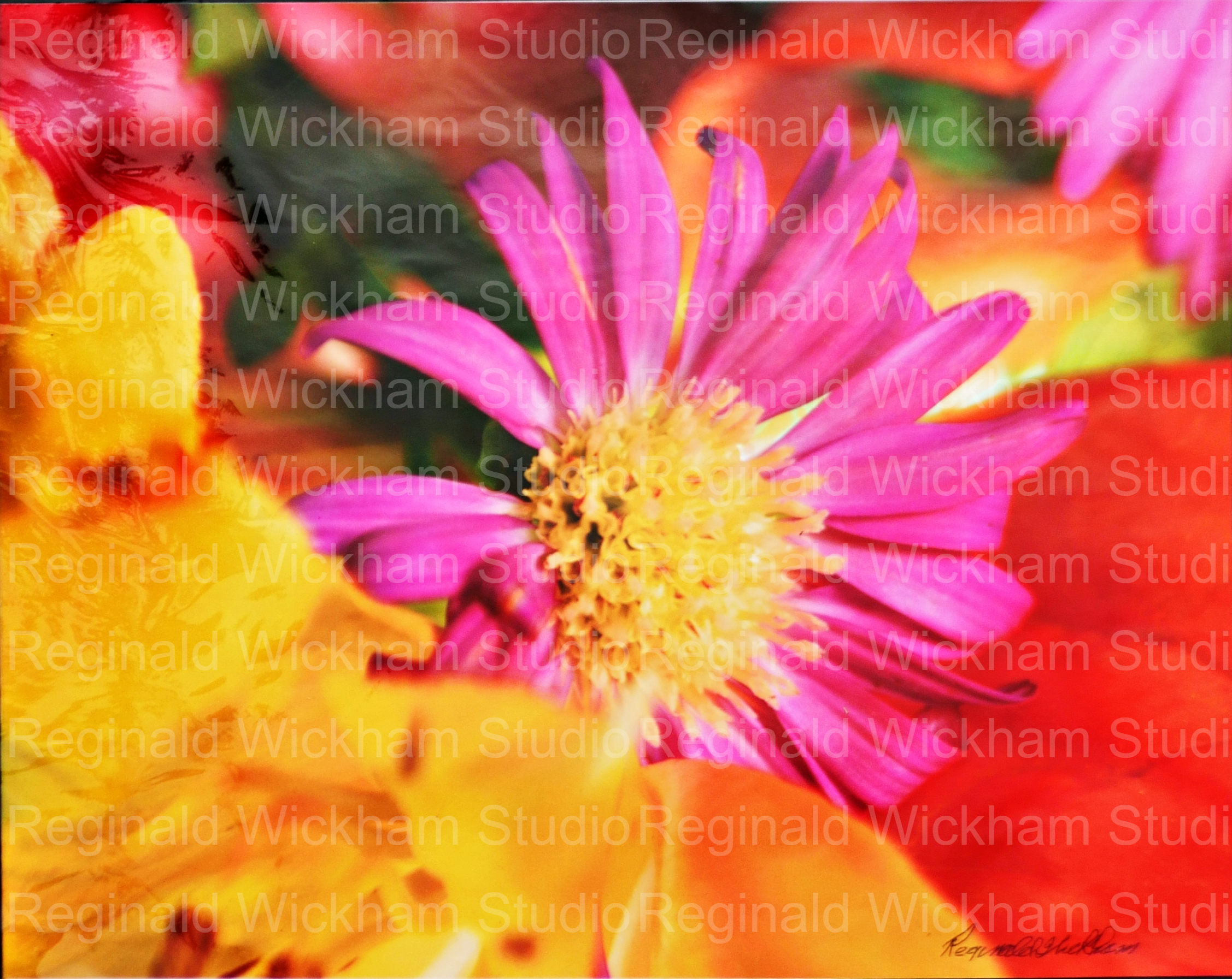 Close Up Photo of a purple daisy in bright garden