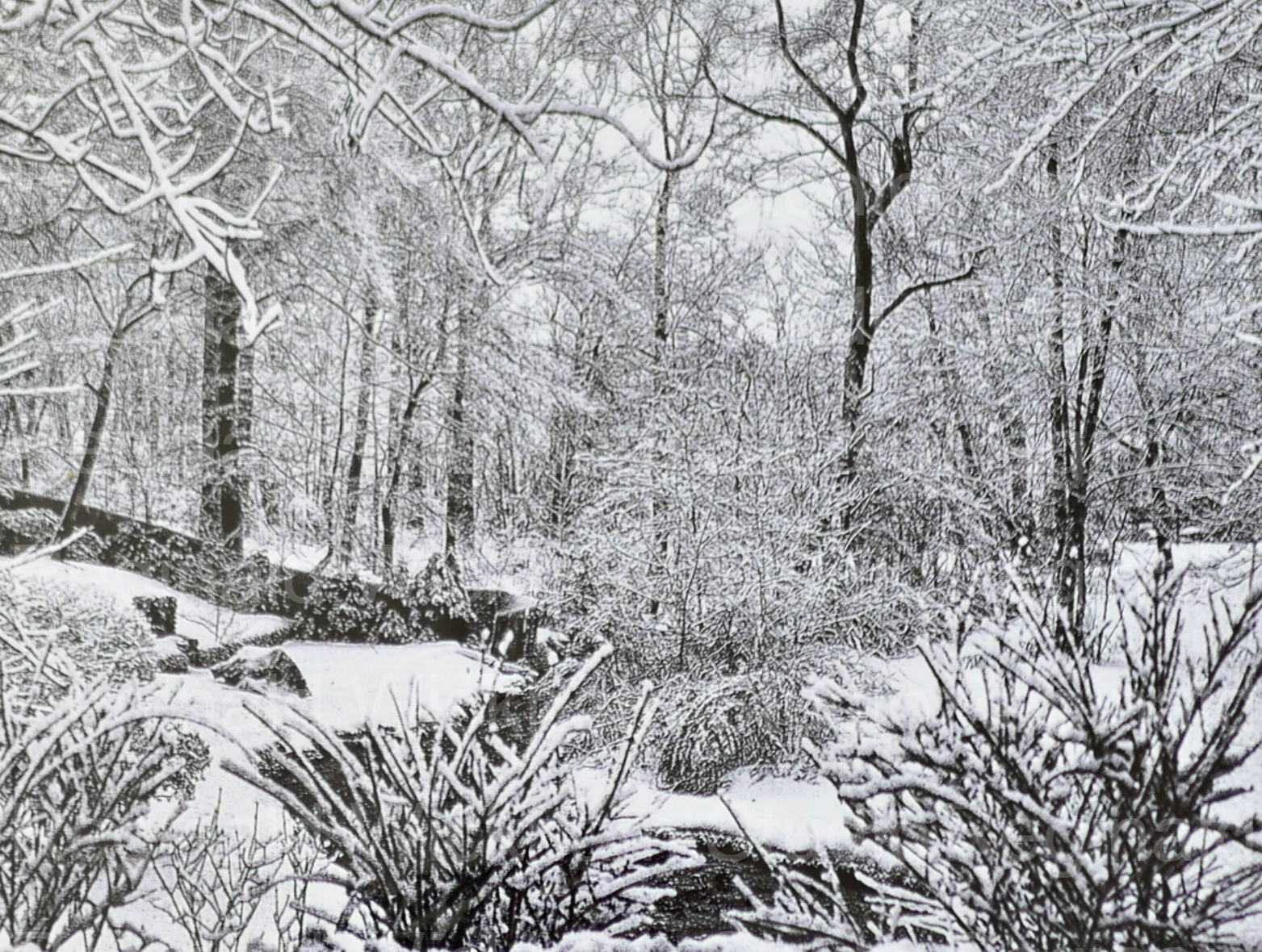 Black and white photography in the wilderness