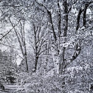 Photograph of black and white woodland area. A forest with several trees.