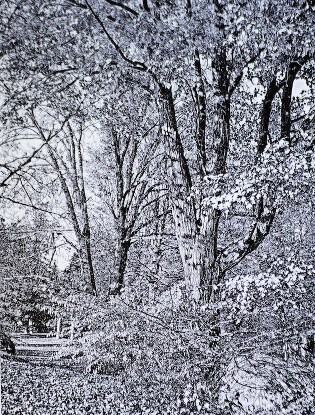 Photograph of black and white woodland area. A forest with several trees.