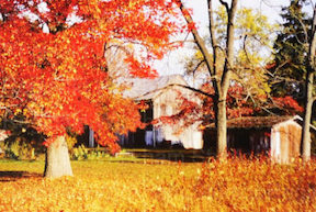 This is a photograph of an autumn day. Color leaves and thin branches with a home in the background.