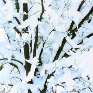 Picture of Modern African American Artwork Black and White aesthetic artwork of snowy tree branches