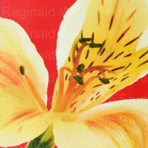 Close up photo of yellow iris flower, red background on iris flower